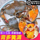 三門(mén)青蟹鮮活【包活】螃蟹海鮮大紅膏蟹母紅膏蟹奄仔蟹全母蟹禮盒 紅母膏蟹【2斤】3-4只