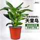 壹植天堂鳥(niǎo)客廳綠植盆栽室內好養大葉植物適合辦公室真花卉盆景鶴望蘭 【特價(jià)】天堂鳥(niǎo)30-40cm1棵-原盆 含盆