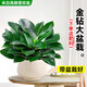 大盆金鉆盆栽綠公主水培辦公室內綠植蔓綠絨多肉大葉植物去除甲醛 大盆金鉆綠公主高腳豎紋盆米白