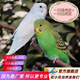萬(wàn)寵匯 鳥(niǎo)活體虎皮鸚鵡籠養牡丹玄風(fēng)活鳥(niǎo)學(xué)說(shuō)話(huà)手養小太陽(yáng)鸚鵡寵物鸚鵡 白色虎皮+綠色虎皮