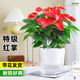 沭之美大盆紅掌盆栽植物花卉綠植 精品大盆紅掌+大光汐吸水盆 源頭直發(fā)