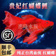 臺灣貴妃純種短身球體蝴蝶鯉魚墨碟火紅長尾觀賞魚冷水觀賞魚苗 精品火焰紅蝴蝶鯉12-15厘米1條
