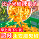 正宗永安黃椒新鮮現(xiàn)摘特辣特香子彈椒泡椒福建小吃福建特產(chǎn)健康 1000g2斤