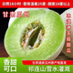 桃西村甘肅瓜州玉菇甜瓜新鮮水果白蘭瓜冰激凌瓜甜瓜蜜瓜雨露流星雨甜瓜 一盒 4-5斤(2枚)