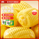安井奶黃包360g/奶香玉米包360g 餡料飽滿(mǎn) 早餐半成品包子饅頭速食 360g奶香玉米包2包 約20只