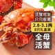 【活蟹】乾澄大閘蟹現(xiàn)貨 全母蟹2.8-3.1兩8只 去繩足重鮮活六月黃螃蟹海鮮禮盒源頭直發(fā)