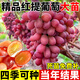 呆果丁紅提葡萄樹(shù)苗南北方種植庭院爬藤耐寒特大號無(wú)籽盆栽嫁接當年結果 2年苗10棵裝（適合大面積種植）送肥料