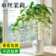 臨雅垂絲茉莉盆栽帶花苞老樁陽臺室內(nèi)垂吊風(fēng)車易活綠植物花卉四季開花 垂絲茉莉20-25cm 帶盆栽好