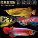 十年漁場(chǎng)金龍魚紅龍魚銀龍魚或觀賞魚苗 一公一母