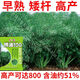 博油100四川油菜種子油菜籽早熟矮桿高產(chǎn)榨油大油菜菜籽大粒 官方原裝【假一賠十】博油100 1袋【約2.4萬(wàn)?！? title=