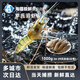 海蘊極鮮【活鮮】鮮活羅氏蝦 新鮮羅氏沼蝦淡水白腳蝦金錢(qián)蝦燒烤 大號 1000g(凈重)  24-29只左右