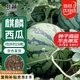 北蔬 西瓜種子種苗冰糖麒麟8424盆栽西瓜籽 冰糖麒麟瓜種子約150粒