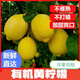 有機黃檸檬 新鮮采摘 原生態(tài)果園種植奶茶店榨汁 4斤一級果（歐盟認證）