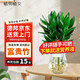 植男植女水培綠植富貴竹水養植物 觀(guān)音竹桌面植物好養3根帶瓶源頭直發(fā)