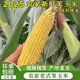 辰實【現(xiàn)貨】農(nóng)村老式玉米 笨玉米 老玉米棒子新鮮帶皮老品種 黃玉米 5斤【推薦】 新鮮發(fā)貨