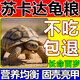 蘇卡達(dá)專用龜糧小幼成年陸龜糧赫曼豹紋輻射高鈣纖維顆粒寵物飼料 250g 1袋 【試吃裝】