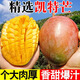 果領(lǐng)隊(duì)正宗攀枝花凱特芒果新鮮孕婦水果【旗艦品質(zhì)】芒果精品果香甜多汁 5斤【精品手挑果400g起凈4.5斤】
