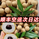 龍眼新鮮當(dāng)季整箱應(yīng)季現(xiàn)摘現(xiàn)發(fā)儲良時令鮮果10斤桂圓石硤廣東水果 5斤 【石硤龍眼】+【儲良龍眼】豪華雙拼