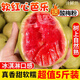 京地達(dá)軟糯紅心芭樂凈重5斤單果100g+絲滑香甜孕婦新鮮水果源頭直發(fā)包郵