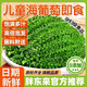 胖東來甄選海葡萄即食兒童涼拌菜海草海藻鹽漬海葡萄海白菜裙帶菜 精選裝海葡萄100··g*1袋