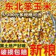 50斤新玉米粒大粒100斤干玉米粒玉米籽喂雞鴨鵝鴿子鳥鴿子飼料5斤 天然不打蠟無硫薰農(nóng)家優(yōu)質(zhì)玉米粒 5袋發(fā)50斤超值