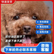 嘉瑰泰迪幼犬灰泰迪純種泰迪狗活犬寵物狗狗活體貴賓犬茶杯犬 寵物級 香檳色 母