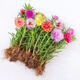 太陽(yáng)花苗重瓣大花混色宿根盆栽綠植帶根帶花苞枝條四季花卉容易養(yǎng) 帶根帶花苞50顆【8-15色】+爆花肥+種植說(shuō)明