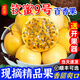 久雅優(yōu)鮮黃金百香果欽蜜9號新鮮水果黃色白香西番蓮雞蛋果原漿現摘整箱 凈重2斤裝 精選中果【單果35-55g】