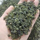 一斤2025年明前生態(tài)茶芽綠茶清香清爽回廿顯毫顯嫩