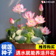 碗蓮種籽子水培植物七彩花卉室內好養(yǎng)四季開花水荷花睡蓮盆栽綠植 四季開花碗蓮-混色30粒 標準