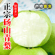 正宗碭山青皮青梨翠皇冠梨子當(dāng)季水果新鮮應(yīng)季香酥梨雪梨10斤整箱 精選5斤裝 【大果】鮮嫩爽口-伙伴分享裝
