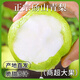 望之語(yǔ)正宗碭山青梨 皇冠梨當(dāng)季新鮮水果梨子翠冠梨香酥脆蜜早雪梨整箱 精選5斤裝【單果250g+】