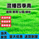 門朝東兒草坪種子草籽護(hù)坡狗牙根馬尼拉四季常青庭院地毯草皮綠化黑麥草 混播四季青1斤【耐熱耐旱】