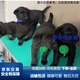 犬活體純黑田園犬黑狗狗土狗幼犬 田園級 純黑狗