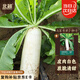 北蔬 蘿卜種子苗早熟大白蘿卜南北方秋季蔬菜種籽 馬耳早蘿卜種子40g