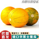式果禮內(nèi)蒙磴口華萊士蜜瓜 巴盟香瓜白蓮脆甜瓜哈密瓜網(wǎng)紋黃金瓜水果 華萊士蜜瓜 9斤【約4-6顆】
