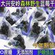 東北大興安嶺野生藍莓干500g獨立小包裝伊春特產(chǎn)藍莓果干無(wú)添加劑 500克/一斤裝獨立包裝藍莓干