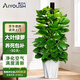 愛優(yōu)尚大葉綠蘿柱盆栽客廳大型綠植辦公室內(nèi)除甲醛凈化空氣綠籮源頭直發(fā)