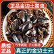 北京同仁堂野生土元土鱉蟲(chóng)金邊土元中華土元金邊土鱉蟲(chóng)中藥材500g大個(gè)可打粉 野生金邊土元100克