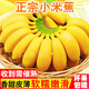 粵迎廣西小米蕉【青蕉發(fā)貨收到需催熟】小米蕉香產(chǎn)地直發(fā)甜粉糯現摘 凈4.5-5斤精選果【香甜軟糯】
