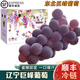 南步東北巨峰葡萄【順豐冷鏈】農家大葡萄陽光夏季黑葡萄提子新鮮水果 5斤裝 | 土豪專享 | 果農嚴選