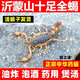 活全蝎沂蒙山活蝎子活體全蝎十足蝎子食用藥用油炸泡酒全蟲中藥材 50只公蝎5-6厘米贈(zèng)送5只防死