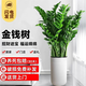 花財(cái)主天堂鳥盆栽辦公室大型綠植客廳盆栽家用吸甲醛凈化空氣綠植 金錢樹0.8-1m【盆】