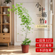 雅致1.3-1.5m小葉簕竹綠植室內(nèi)大型盆栽辦公室四季好養(yǎng)原盆源頭直發(fā)