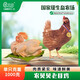 農(nóng)貝貝（NongBeiBei）【順豐發(fā)貨】正宗500天老母雞生鮮煲湯鮮香雞油黃油整只現(xiàn)宰現(xiàn)殺 兩只四斤(送胡椒粒*2+清補涼*2)