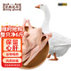 京典光年嫩鵝肉 大白鵝6斤/只 大鵝生鮮新鮮冷凍 農(nóng)家散養(yǎng)鵝整只