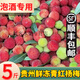 鮮美驚 【泡酒專用】5斤貴州新鮮鮮凍青紅楊梅野生楊梅泡酒專用鮮凍速發(fā) 5斤【泡酒專用】