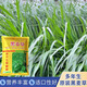綠中城黑麥草種籽子種多年生牧草種子畜牧養殖草種雞鴨牛羊魚(yú)草種籽四季四倍高產(chǎn)多年生黑麥草（小籽）/2斤裝廠(chǎng)家原裝