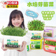 OENY兒童水培蔬菜生菜學(xué)生無(wú)土栽培植物生長(cháng)科學(xué)觀(guān)察幼兒園種植小盆栽 水培芽菜-綠豆苗 【無(wú)土種植】