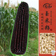 壽禾 黑糯玉米種子苗非轉基因蔬菜種籽 屯玉糯9103玉米種子25g約90粒
